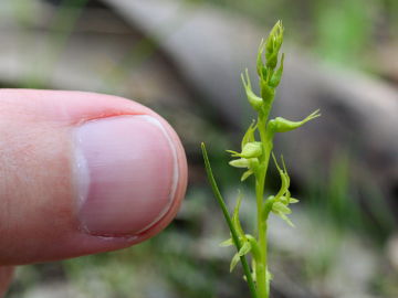 Prasophyllum gracile