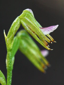 Prasophyllum sp.