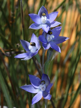 Thelymitra sp. ‘Murchison’