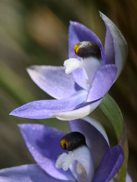 Thelymitra sp. ‘Murchison’