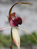 Caladenia arenicola × Caladenia paludosa
