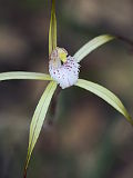 Caladenia denticulata