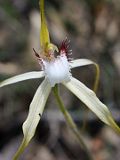 Caladenia longicauda × Caladenia uliginosa