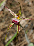 Caladenia thinicola × Caladenia sp.