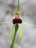 Caladenia thinicola