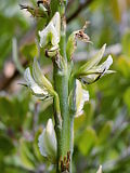 Prasophyllum brownii