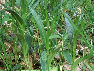 Dactylorhiza maculata