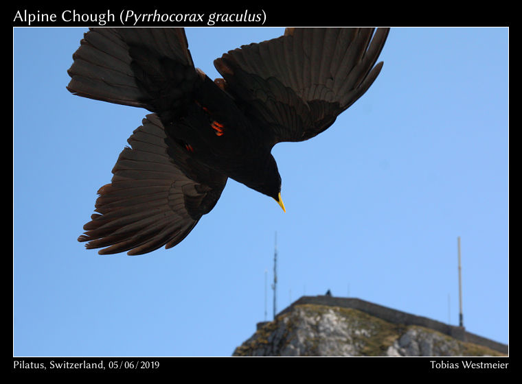Alpine Chough (Pyrrhocorax graculus)