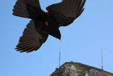 Alpine Chough (Pyrrhocorax graculus)
