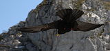 Alpine Chough (Pyrrhocorax graculus)