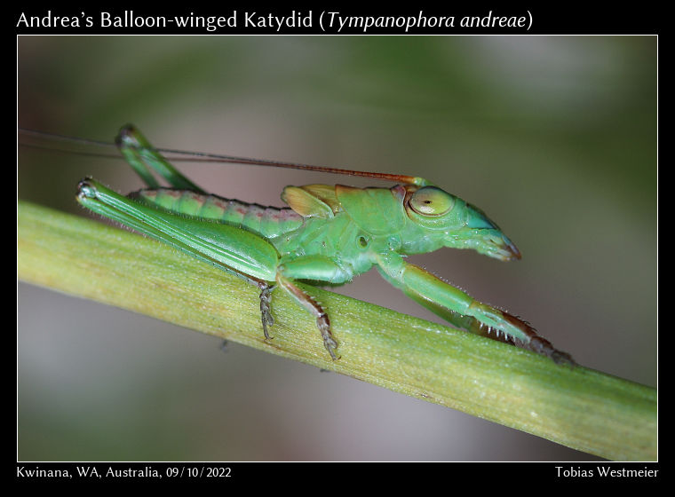 Andrea’s Balloon-winged Katydid (Tympanophora andreae)