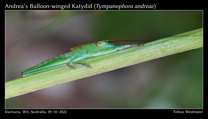 Andrea’s Balloon-winged Katydid (Tympanophora andreae)
