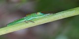 Andrea’s Balloon-winged Katydid (Tympanophora andreae)