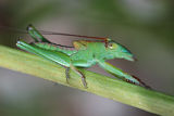 Andrea’s Balloon-winged Katydid (Tympanophora andreae)