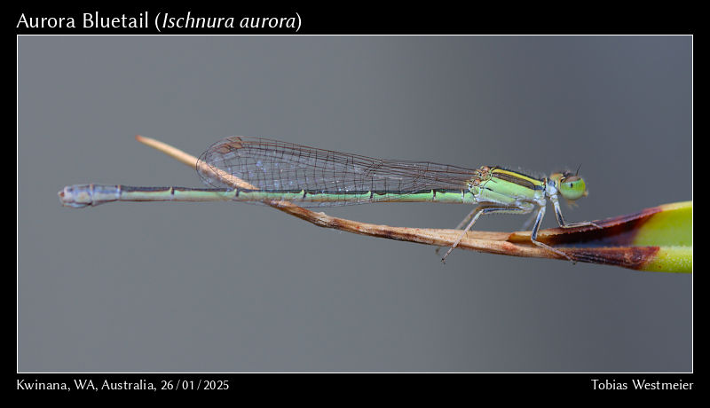 Aurora Bluetail (Ischnura aurora)