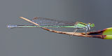 Aurora Bluetail (Ischnura aurora)