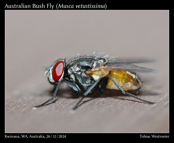 Australian Bush Fly (Musca vetustissima)