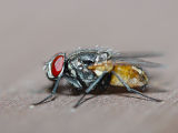 Australian Bush Fly (Musca vetustissima)