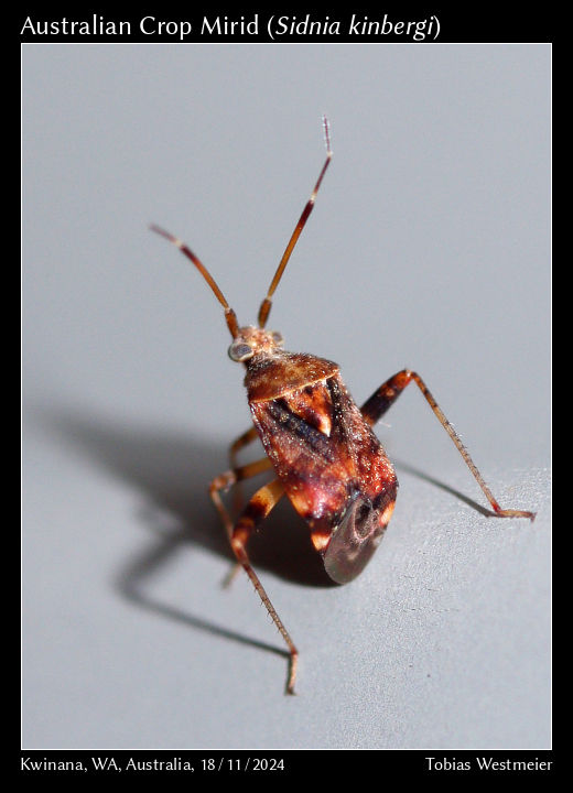 Australian Crop Mirid (Sidnia kinbergi)