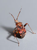 Australian Crop Mirid (Sidnia kinbergi)