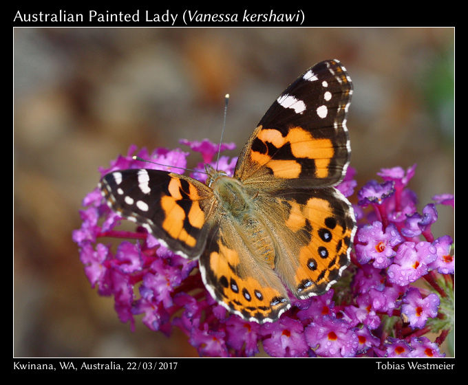 Australian Painted Lady (Vanessa kershawi)