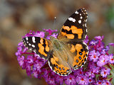 Australian Painted Lady (Vanessa kershawi)