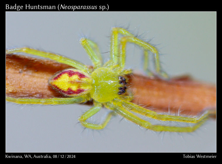 Badge Huntsman (Neosparassus sp.)