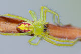Badge Huntsman (Neosparassus sp.)