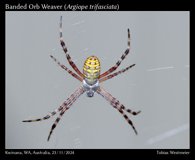 Banded Orb Weaver (Argiope trifasciata)