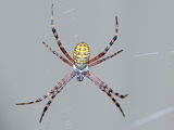 Banded Orb Weaver (Argiope trifasciata)