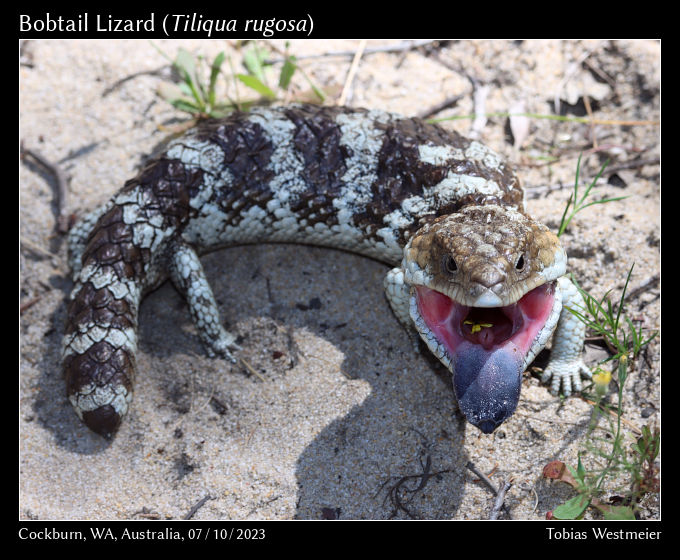 Bobtail Lizard (Tiliqua rugosa)