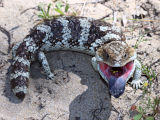 Bobtail Lizard (Tiliqua rugosa)
