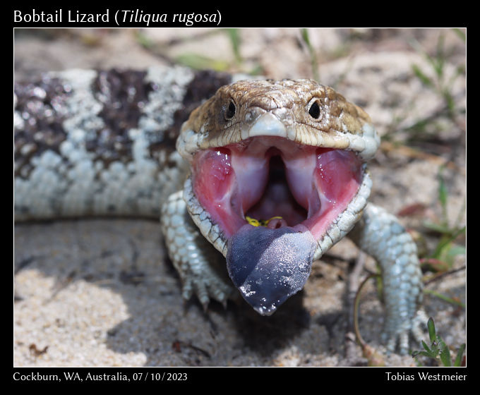 Bobtail Lizard (Tiliqua rugosa)