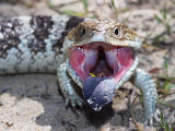 Bobtail Lizard (Tiliqua rugosa)