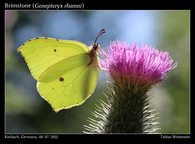 Brimstone (Gonepteryx rhamni)