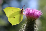 Brimstone (Gonepteryx rhamni)