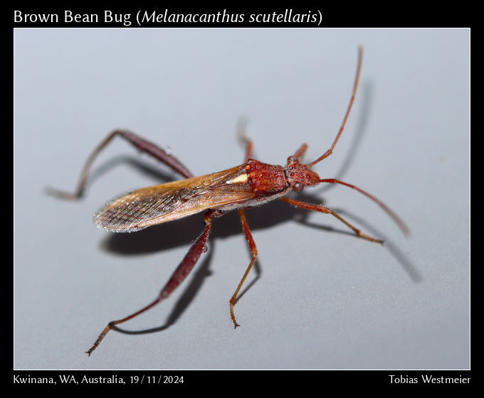 Brown Bean Bug (Melanacanthus scutellaris)