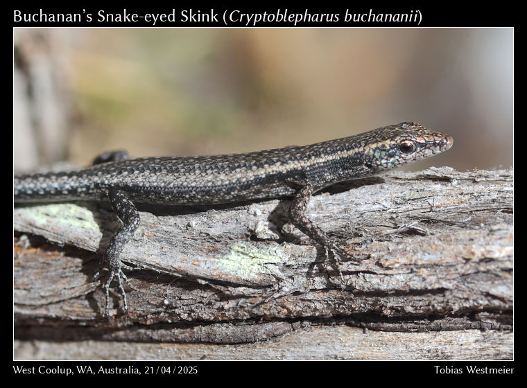 Buchanan’s Snake-eyed Skink (Cryptoblepharus buchananii)