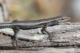 Buchanan’s Snake-eyed Skink (Cryptoblepharus buchananii)