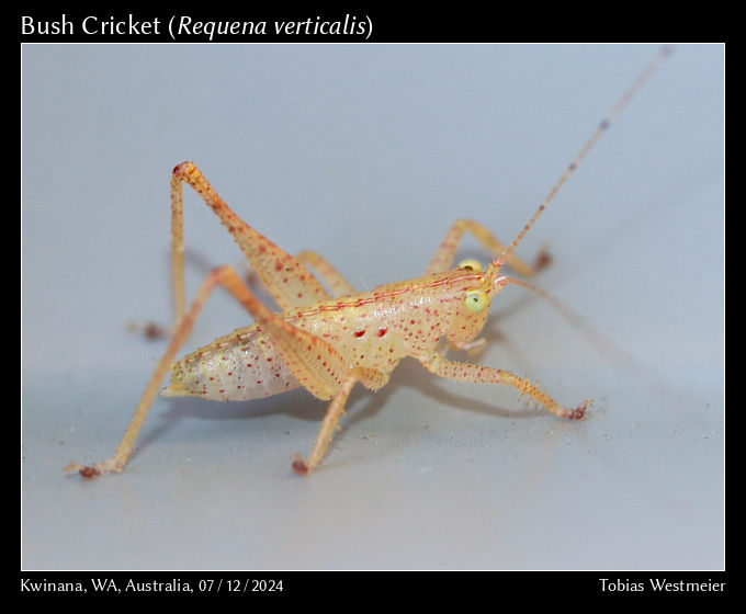 Bush Cricket (Requena verticalis)