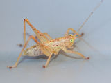Bush Cricket (Requena verticalis)