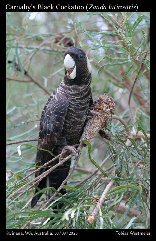 Carnaby’s Black Cockatoo (Zanda latirostris)
