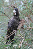 Carnaby’s Black Cockatoo (Zanda latirostris)