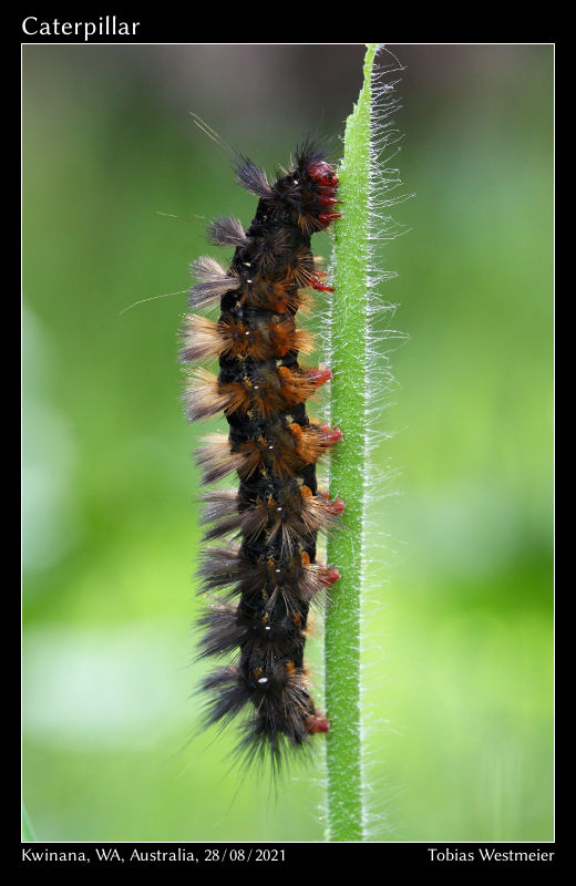 Unidentified caterpillar