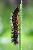 Unidentified caterpillar