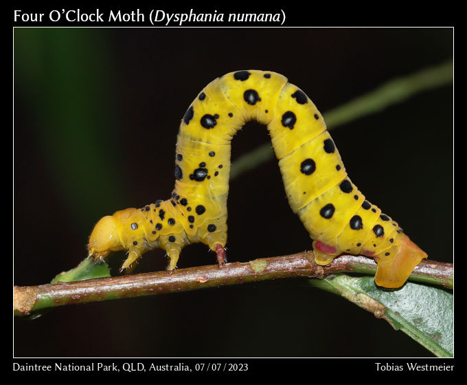 Four O’Clock Moth (Dysphania numana)