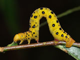Four O’Clock Moth (Dysphania numana)