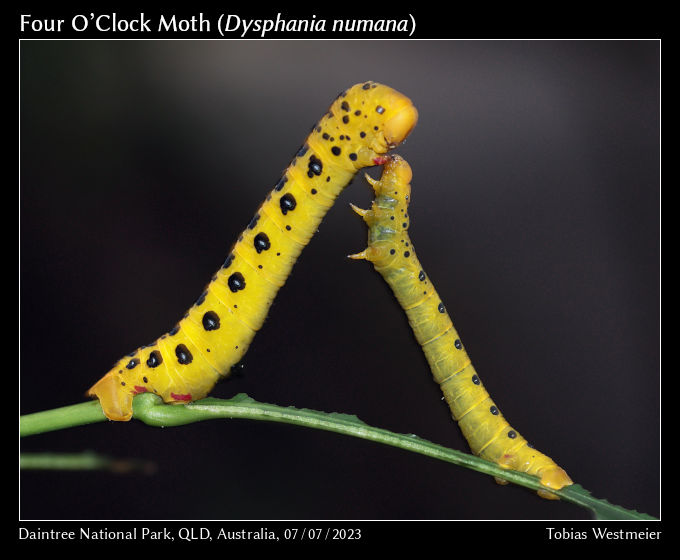 Four O’Clock Moth (Dysphania numana)