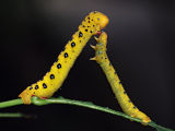 Four O’Clock Moth (Dysphania numana)