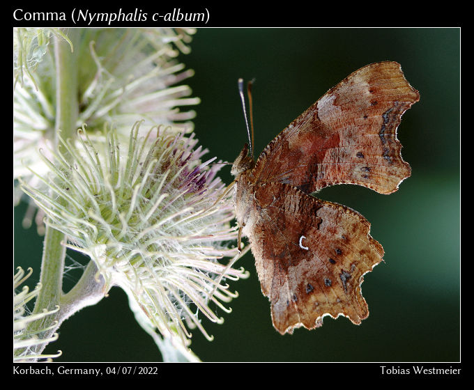 Comma (Nymphalis c-album)